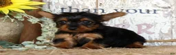 Morkie dogs for sale: Owen - Ad 3