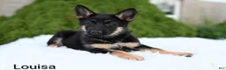 German Shepherd dogs for sale: Louisa - Ad 4