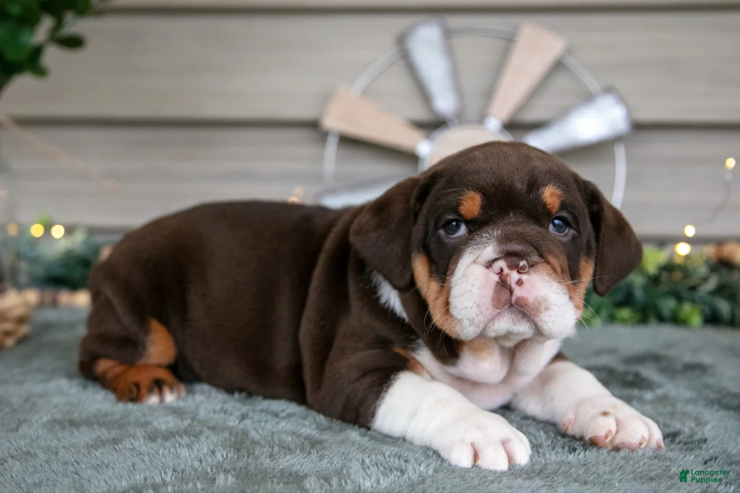 Beabull dogs for sale: Skye - Ad 3