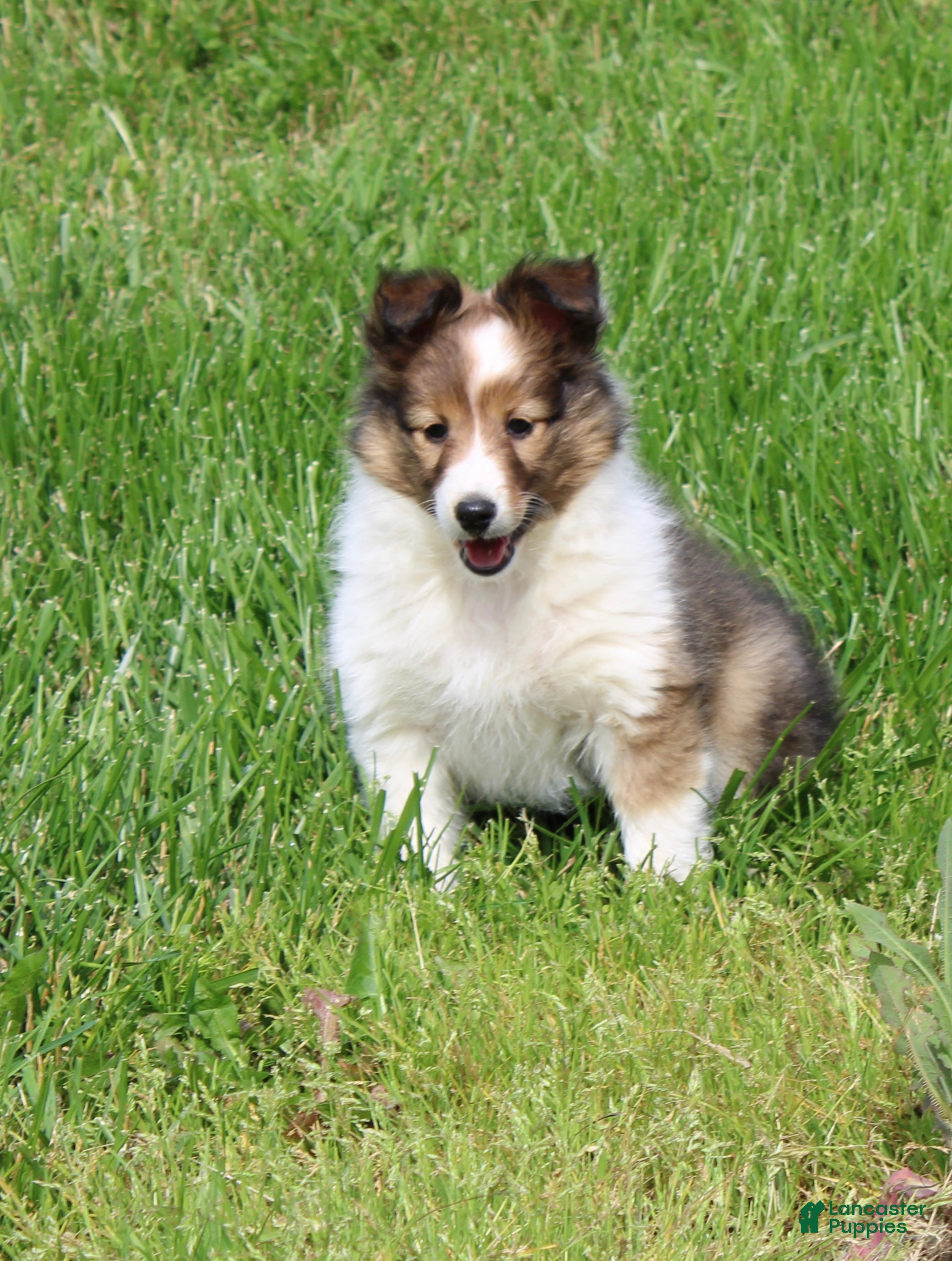 Shetland Sheepdog dogs Basha Shetland Sheepdog Puppy  - Ad 1
