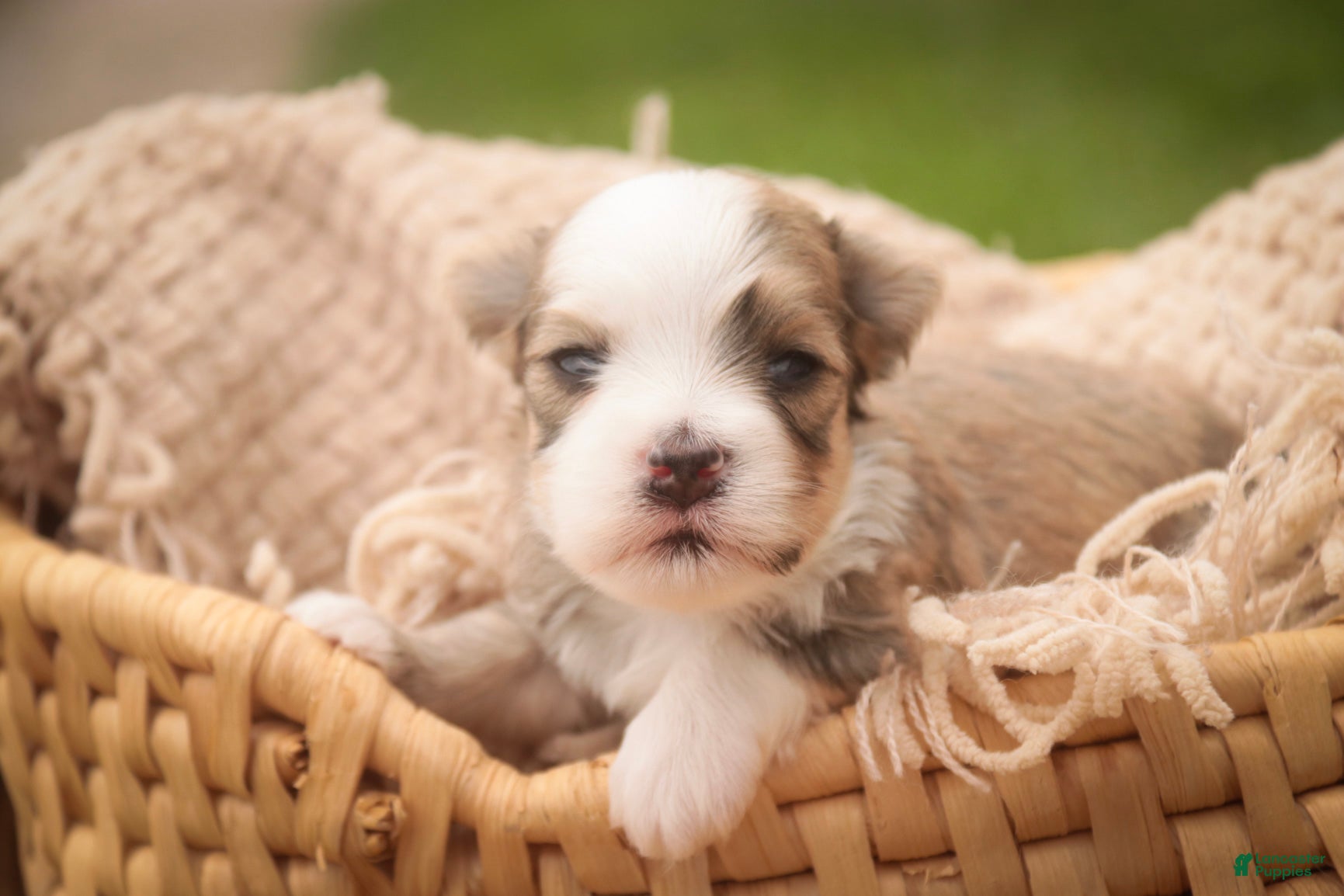 Havanese dogs Webster Havanese  - Ad 1