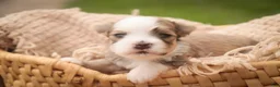 Havanese dogs for sale: Webster Havanese  - Ad 1