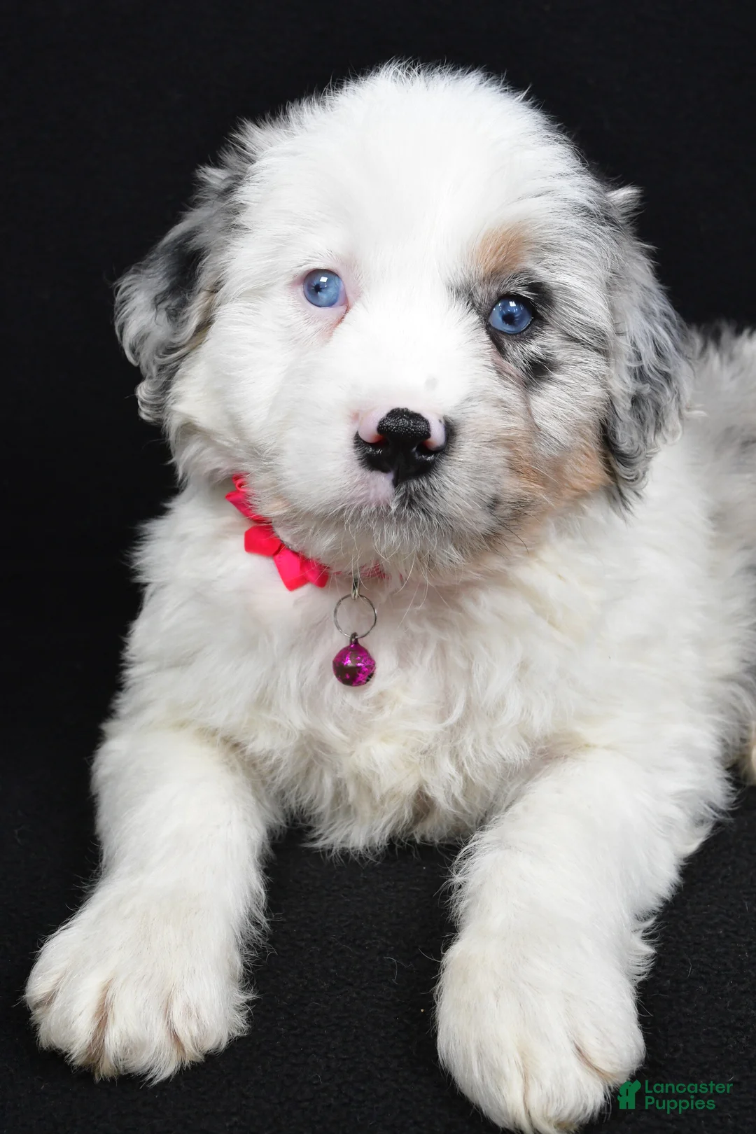 Mini Aussiedoodle dogs for sale: Sky - Ad 5