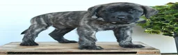 English Mastiff dogs for sale: Peter - Ad 2