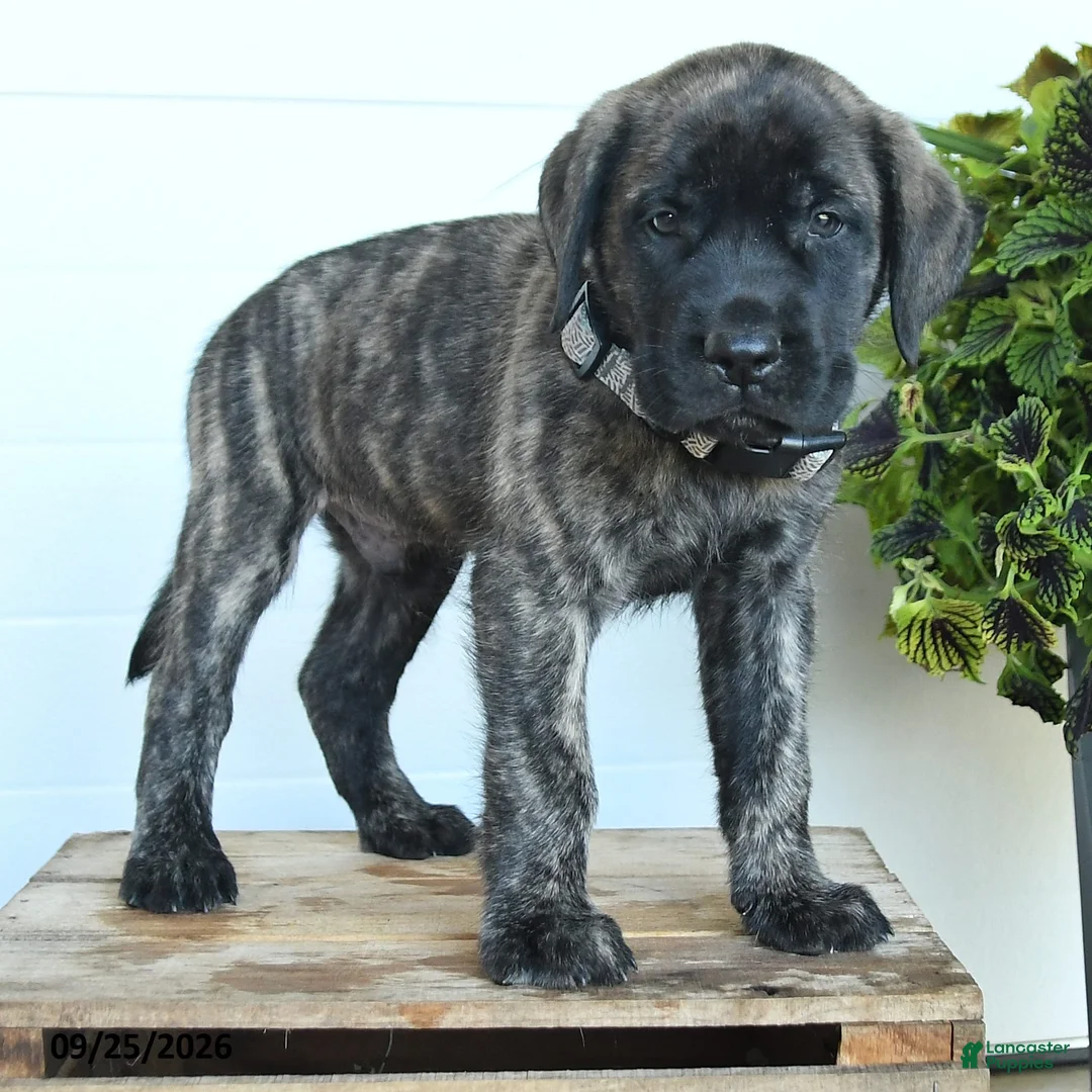 English Mastiff dogs for sale: Peter - Ad 2