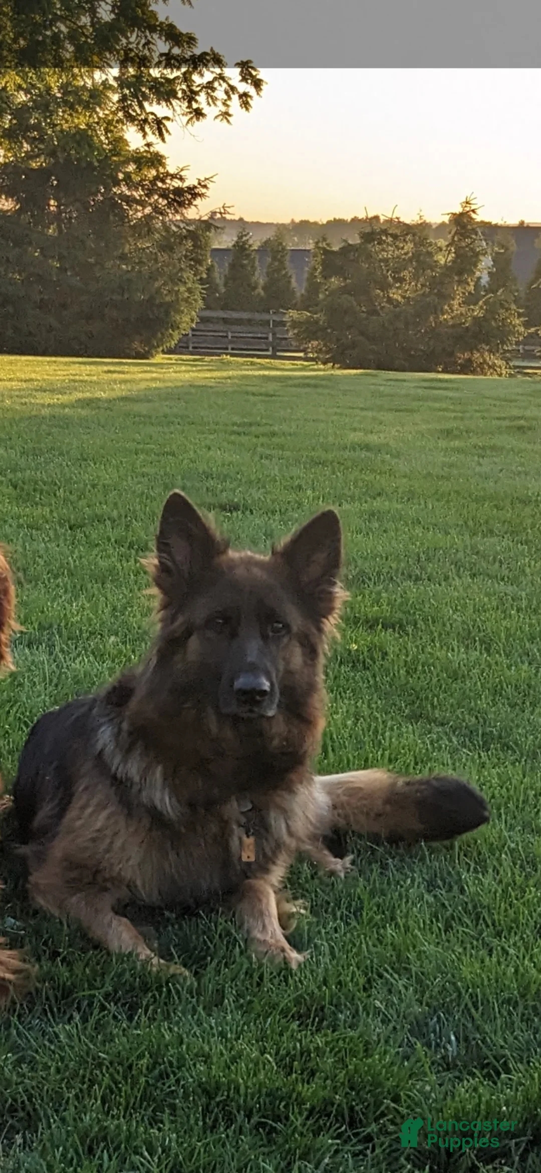 German Shepherd dogs for sale: German Shepherd Puppy 3 - Ad 6