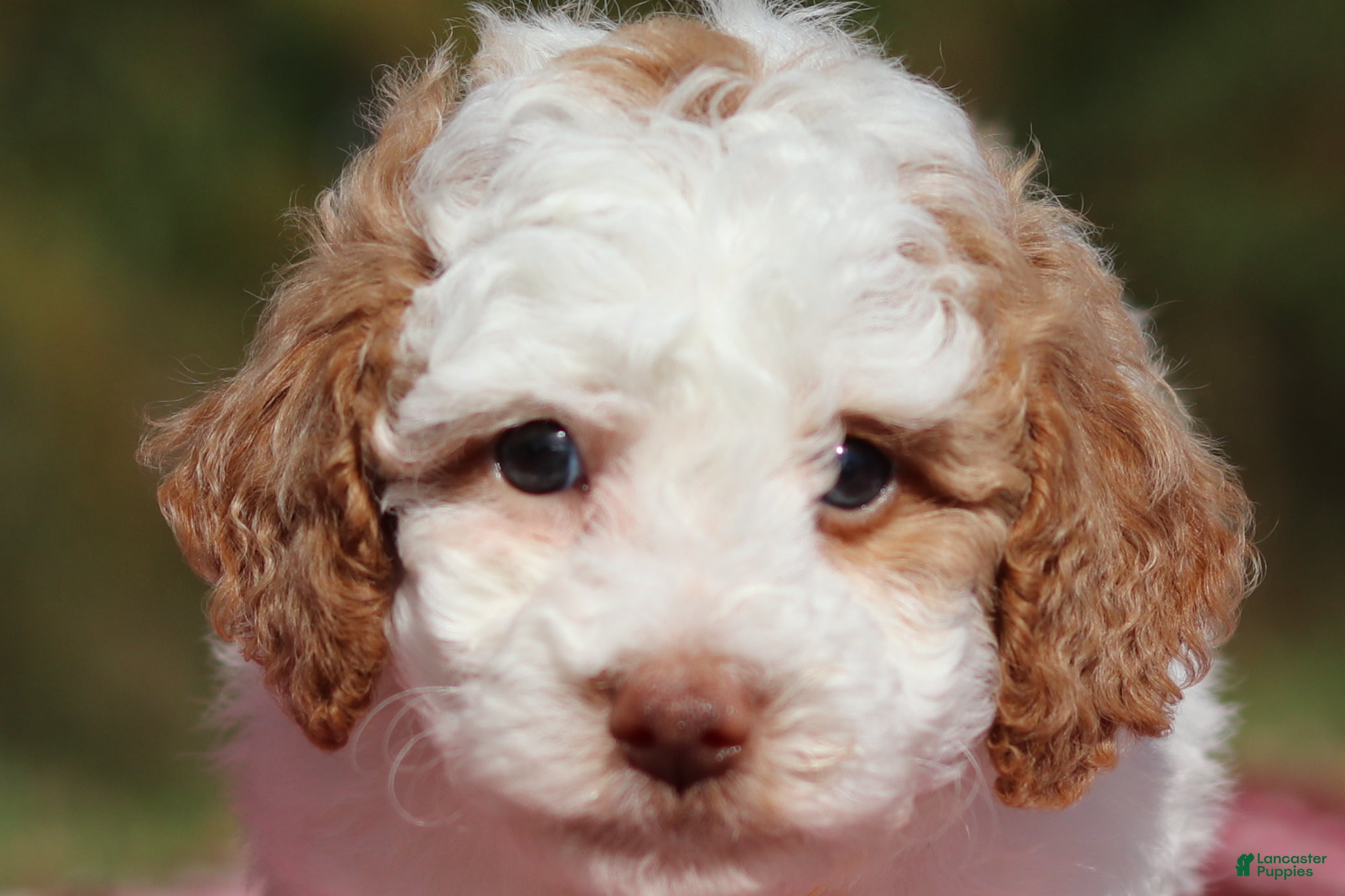 Miniature Poodle dogs Alfie (AKC) - Ad 1