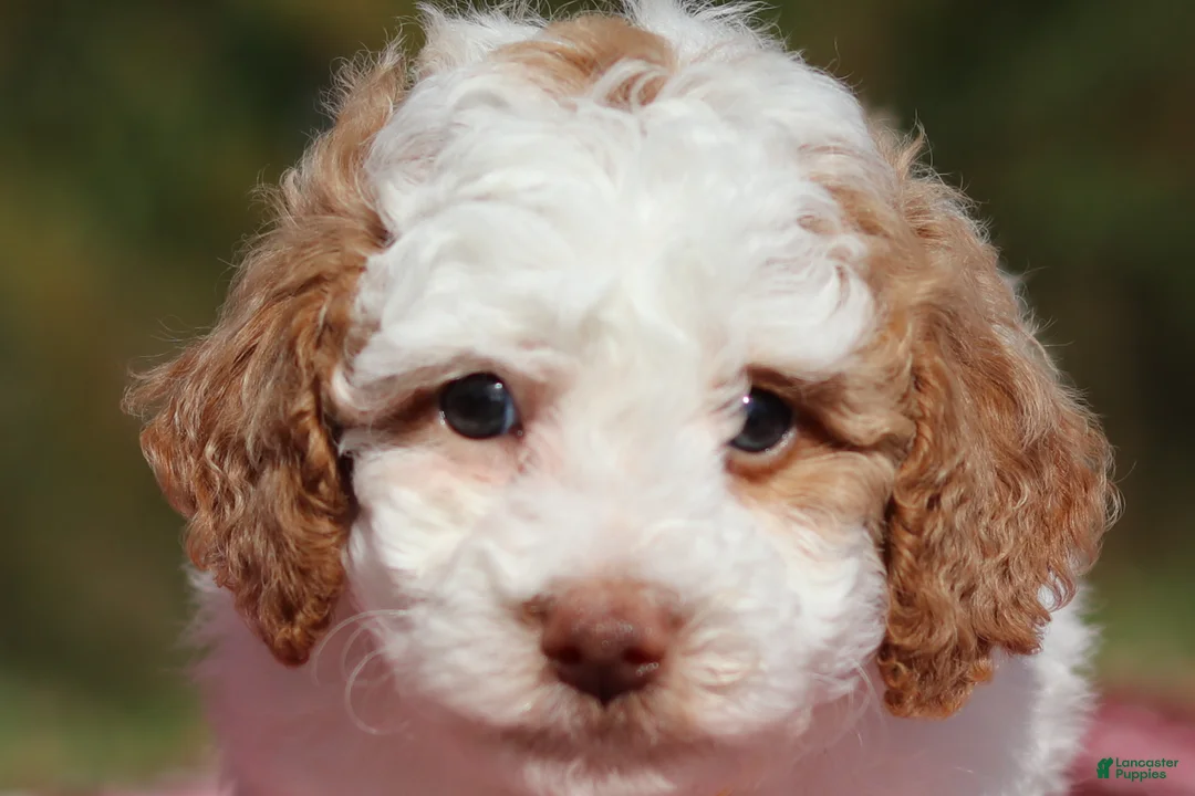 Miniature Poodle dogs for sale: Alfie (AKC) - Ad 1