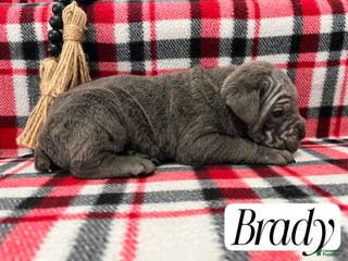 Cane Corso dogs Brady - Ad 32