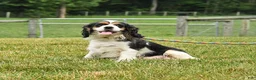 English Cocker Spaniel dogs for sale: Toby - Ad 4