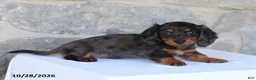 Dachshund dogs for sale: Evan - Ad 4