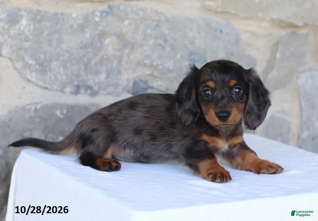 Dachshund dogs for sale: Evan - Ad 4