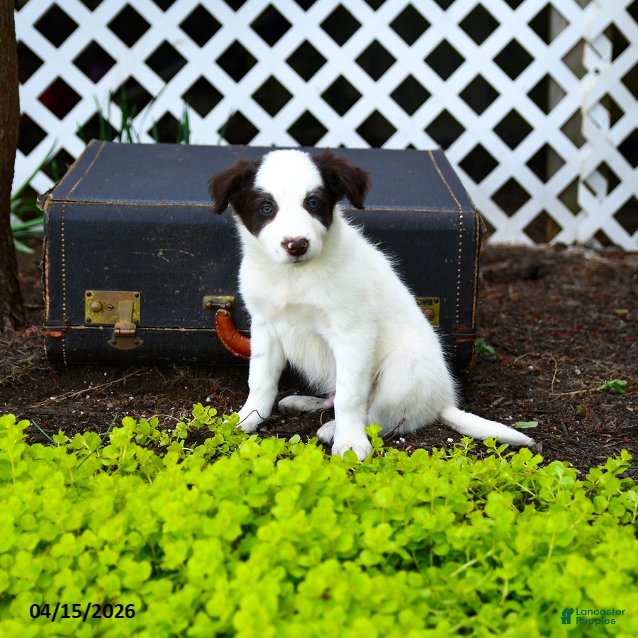 Border Collie dogs Louie - Ad 2