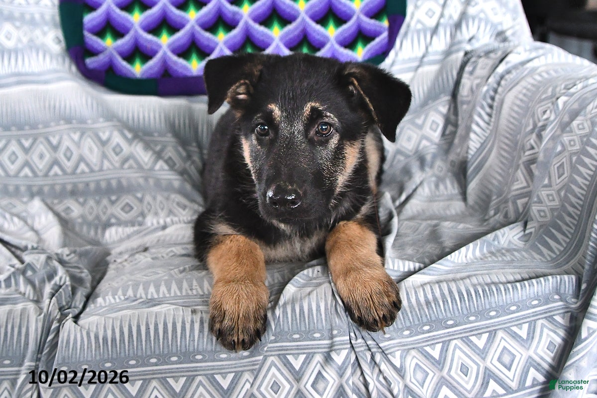 German Shepherd dogs Taylor - Ad 2
