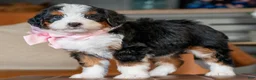 Mini Bernedoodle dogs for sale: Mini Amy - Ad 5
