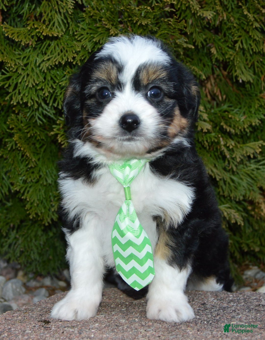 Mini Aussiedoodle dogs for sale: Mini Arlo - Ad 13
