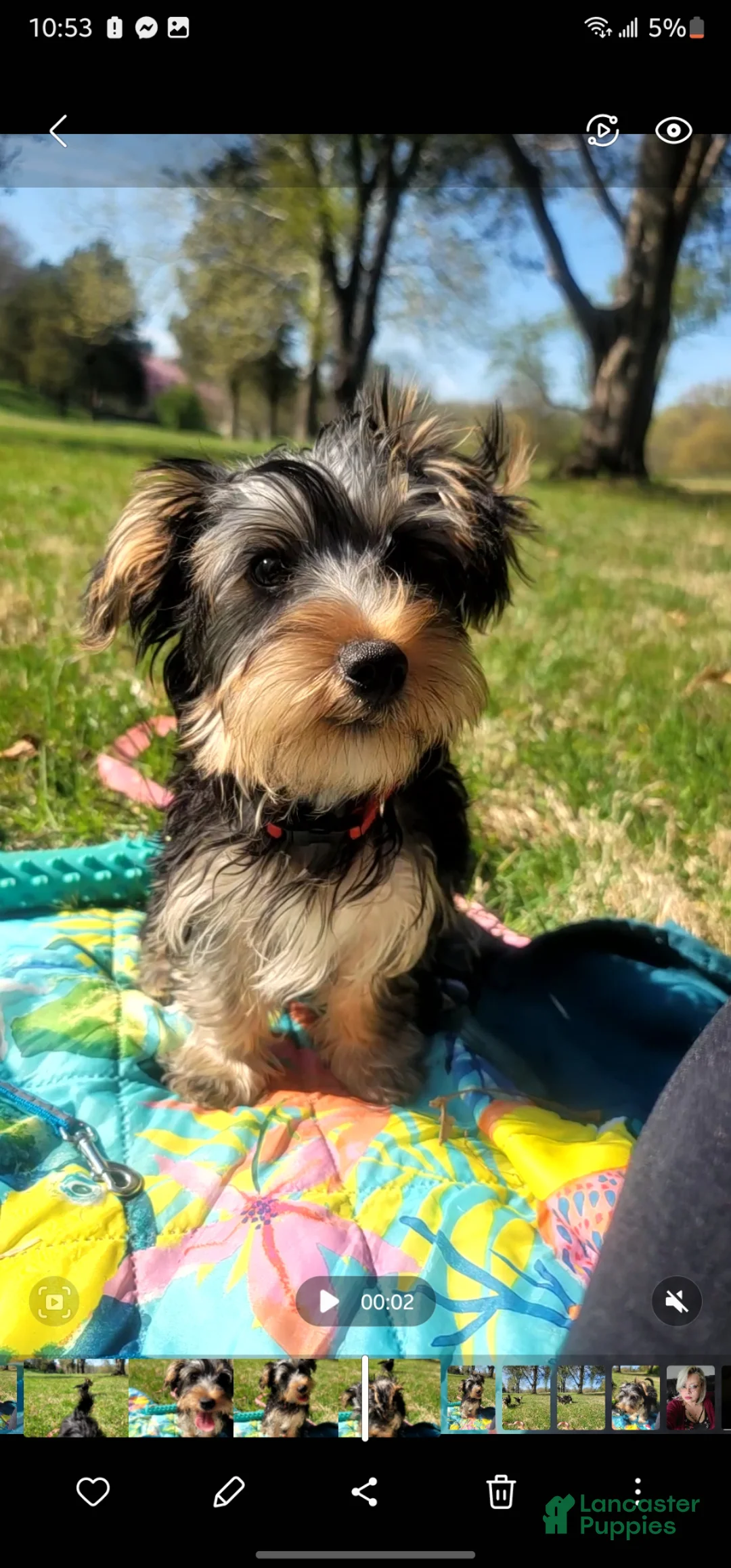 Yorkshire Terrier dogs for sale: Yorkshire Terrier Puppy 1 - Ad 2