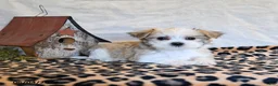 Mixed Breed dogs for sale: Parker - Ad 3