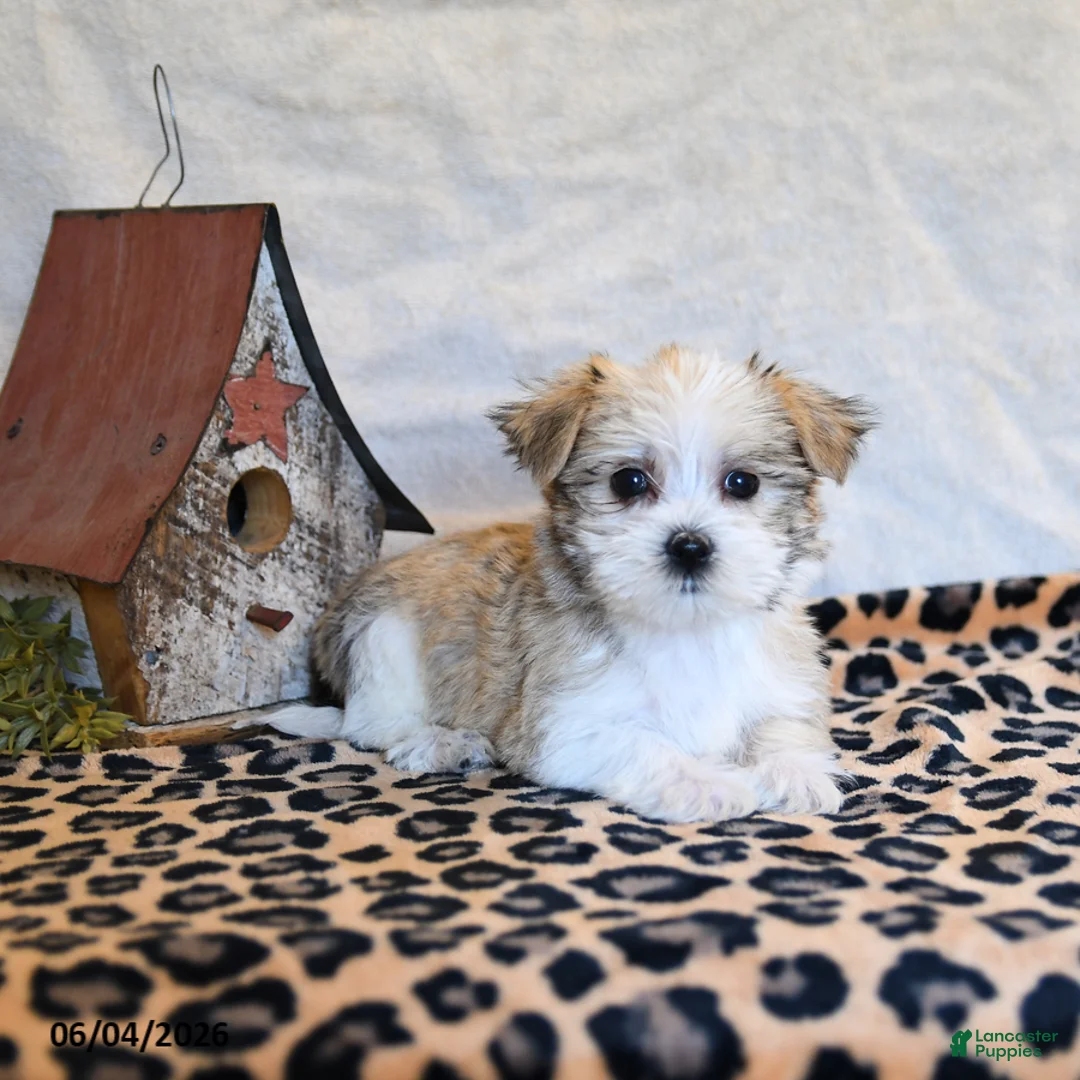 Mixed Breed dogs for sale: Parker - Ad 3