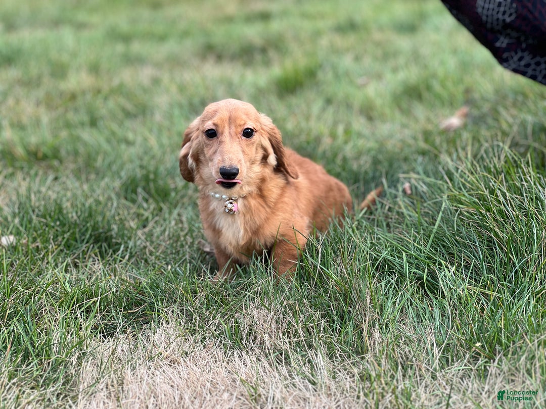 Miniature Dachshund dogs for sale: Female import puppy- uses pads - Ad 5