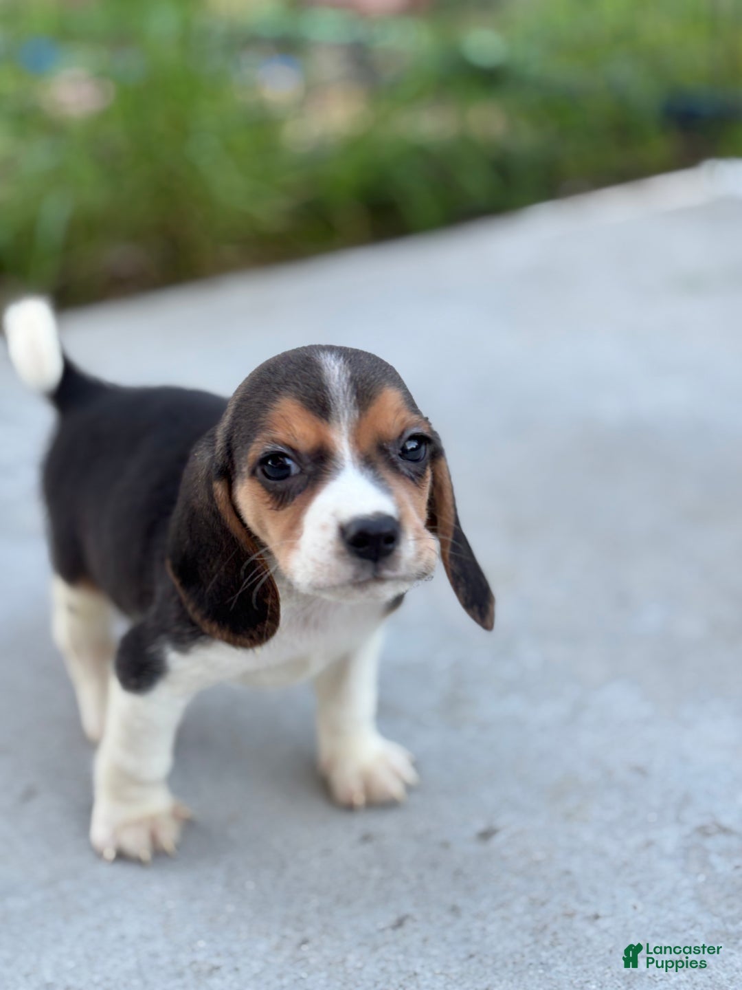 Beagle dogs for sale: Duke - Ad 11