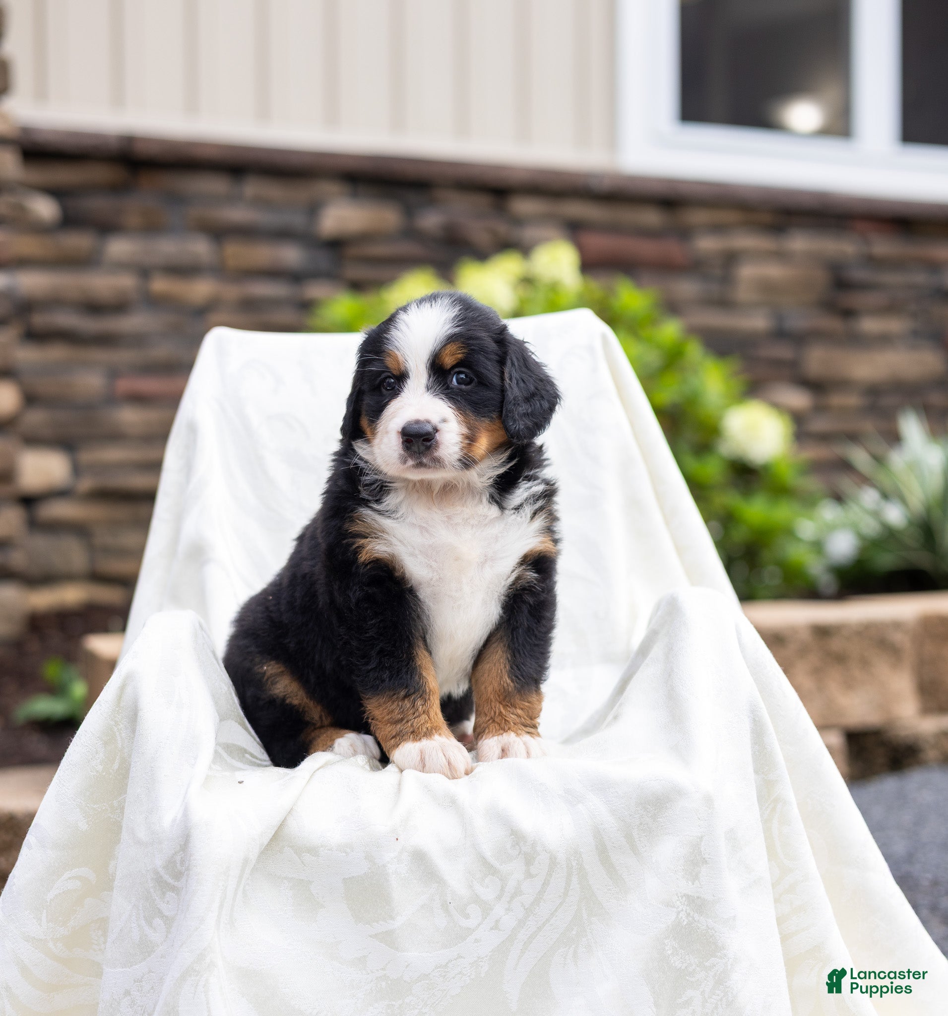 Bernese Mountain Dog dogs Roxy - Ad 2