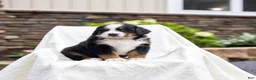 Bernese Mountain Dog dogs for sale: Roxy - Ad 2