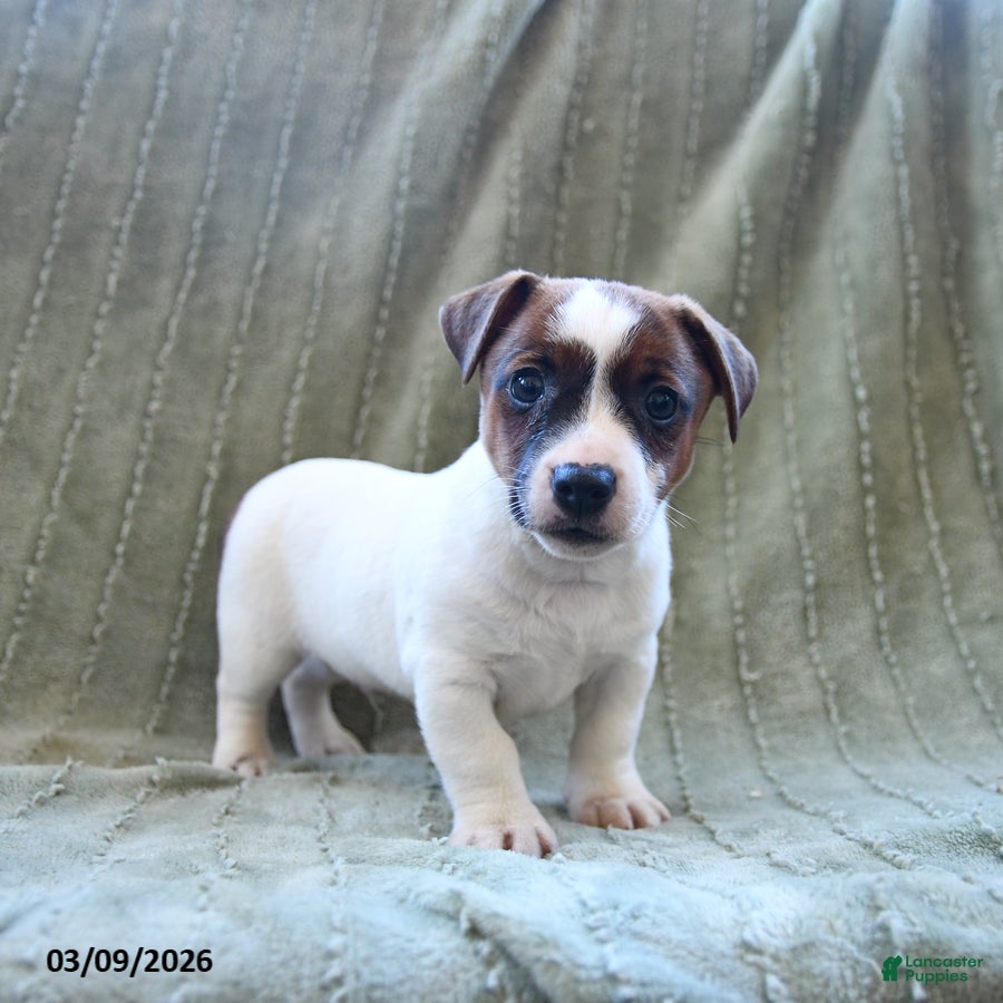 Jack Russell Terrier dogs Wayne - Ad 1