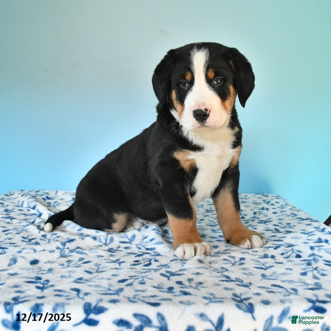 Mixed Breed dogs for sale: Boris - Ad 1