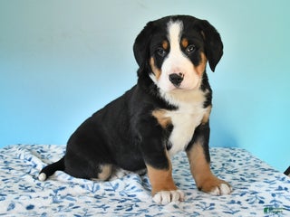 Mixed Breed dogs Boris - Ad 19