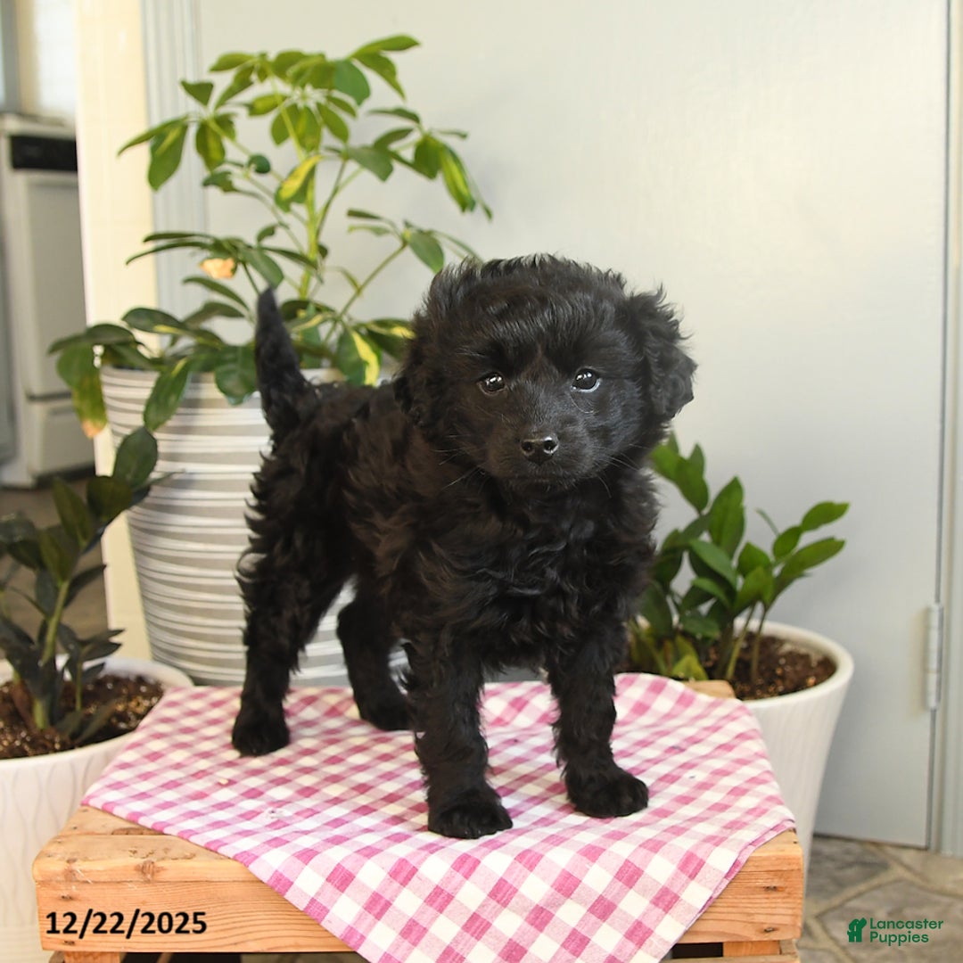 Mixed Breed dogs for sale: Winter - Ad 3