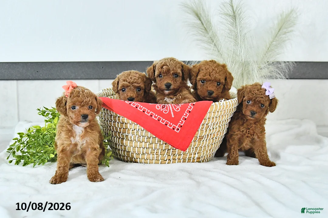 Toy Poodle dogs for sale: Nolan - Ad 5