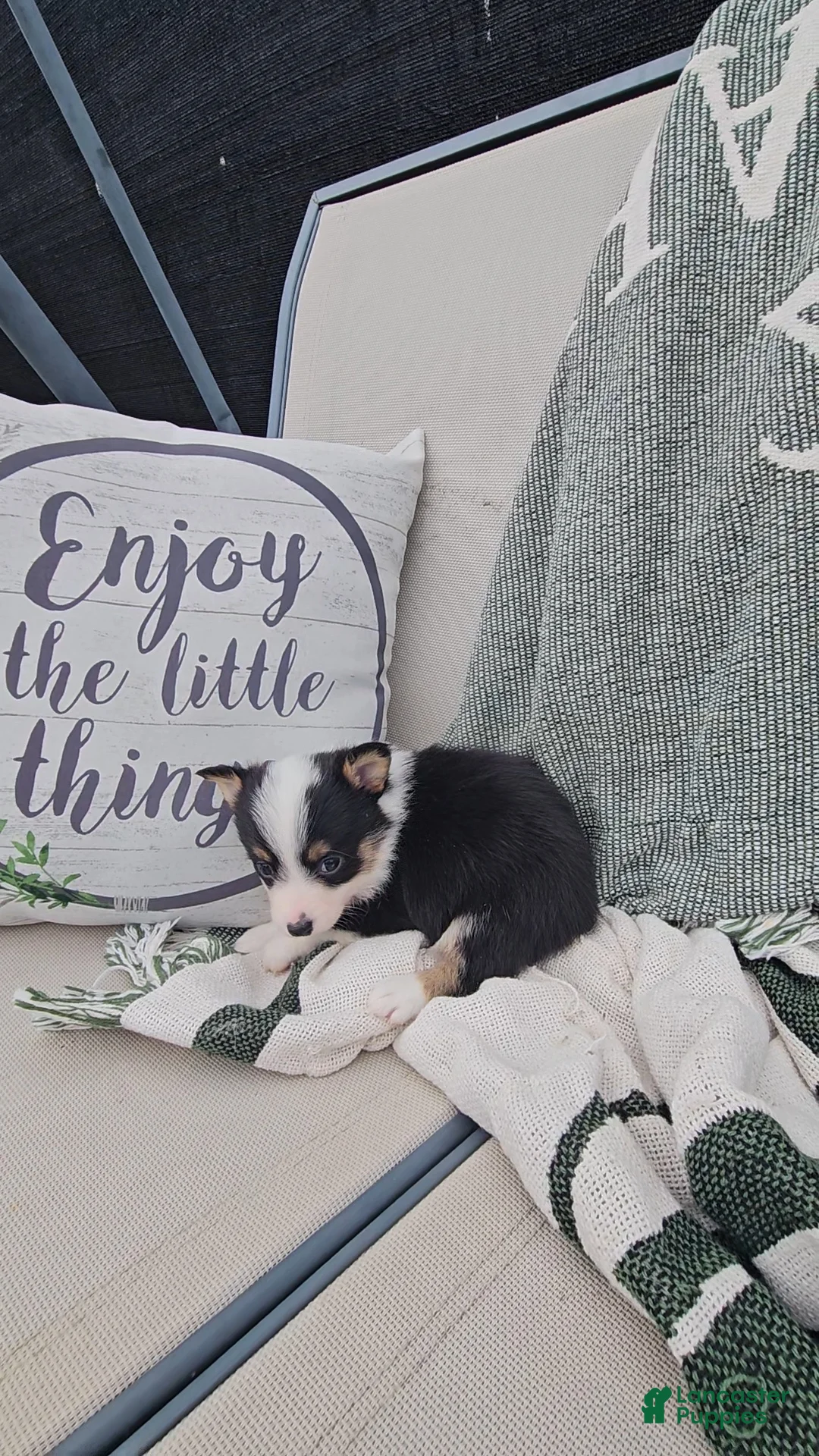 Mixed Breed dogs for sale: Rooster - Ad 7