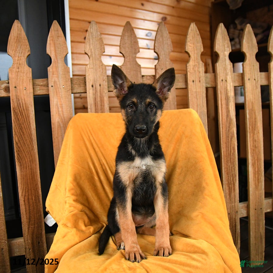 German Shepherd dogs Countess - Ad 38