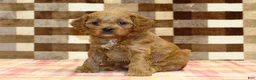 Cavapoo dogs for sale: Dylan - Ad 8