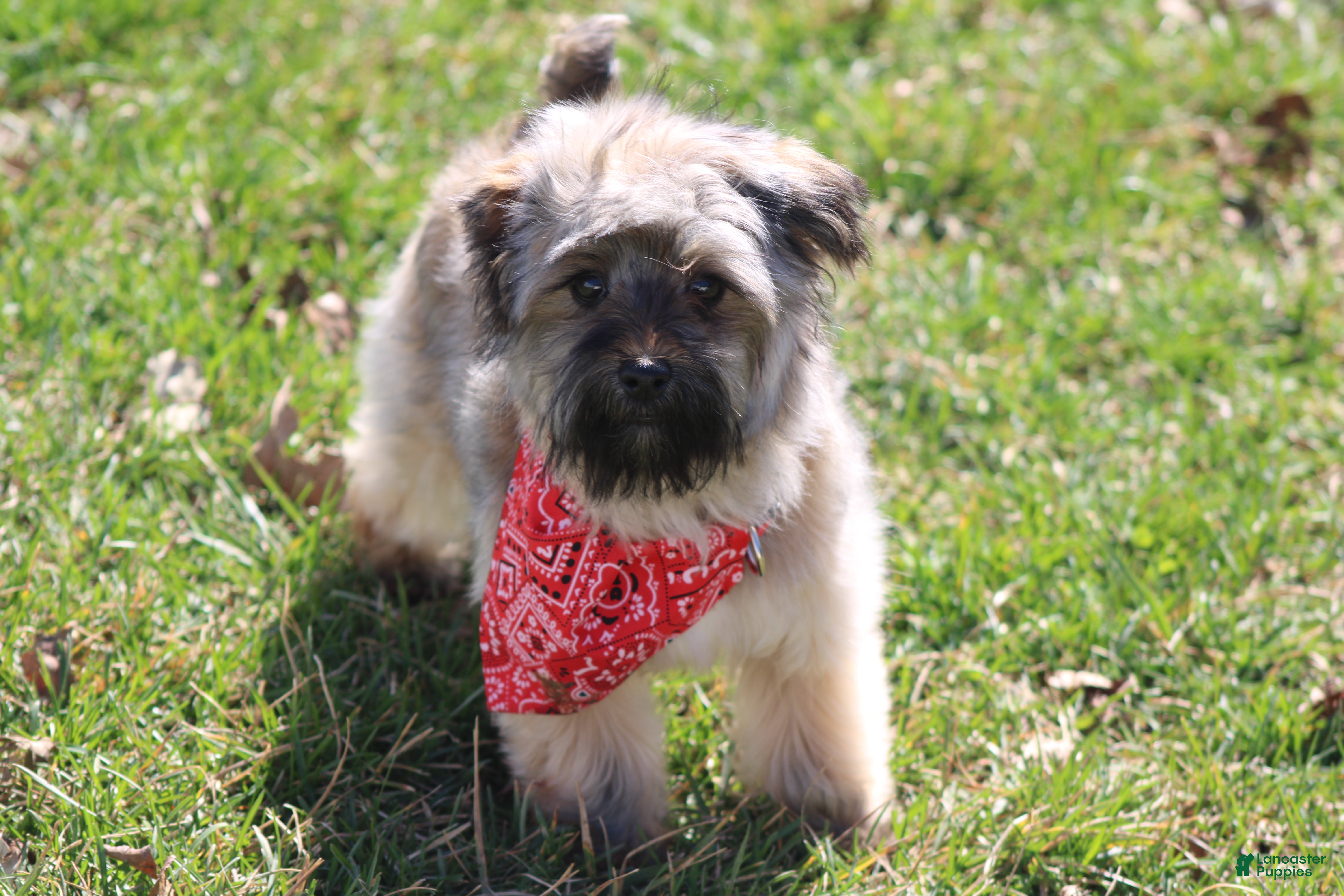 Yorkiepoo dogs Miss Sassy - Ad 1