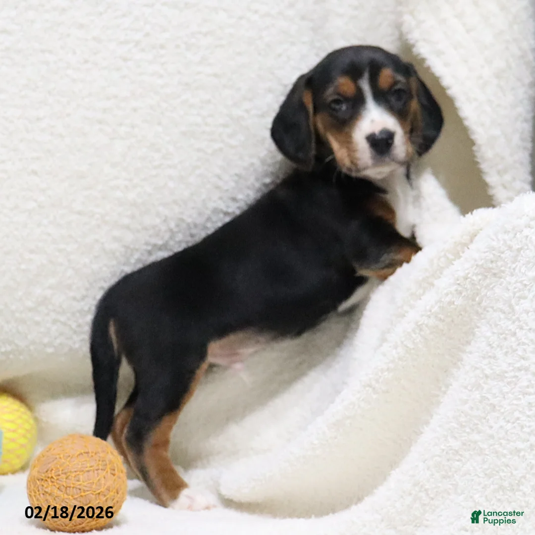 Beagle dogs for sale: Nitro - Ad 9