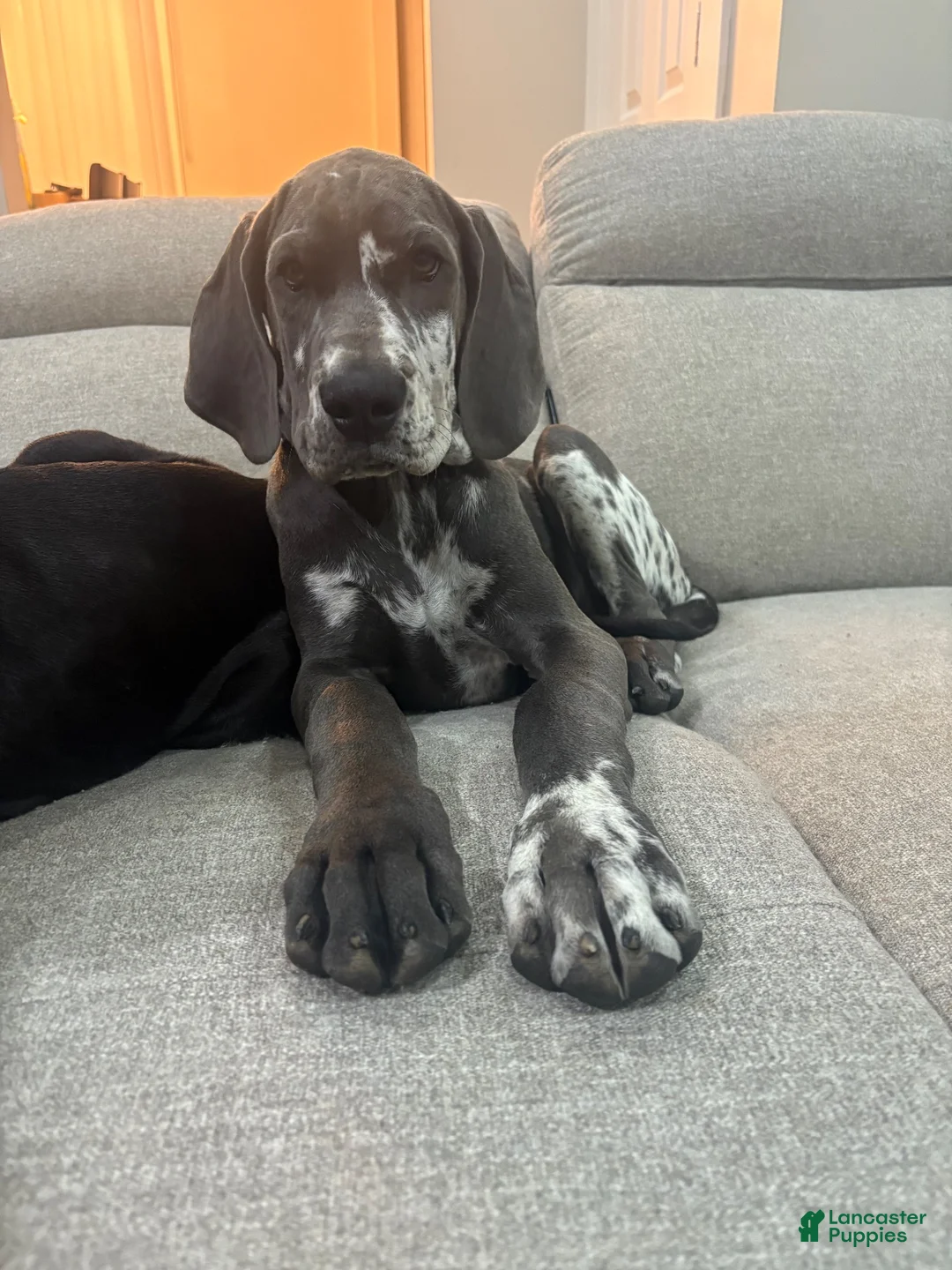 Great Dane dogs for sale: Zora  - Ad 1