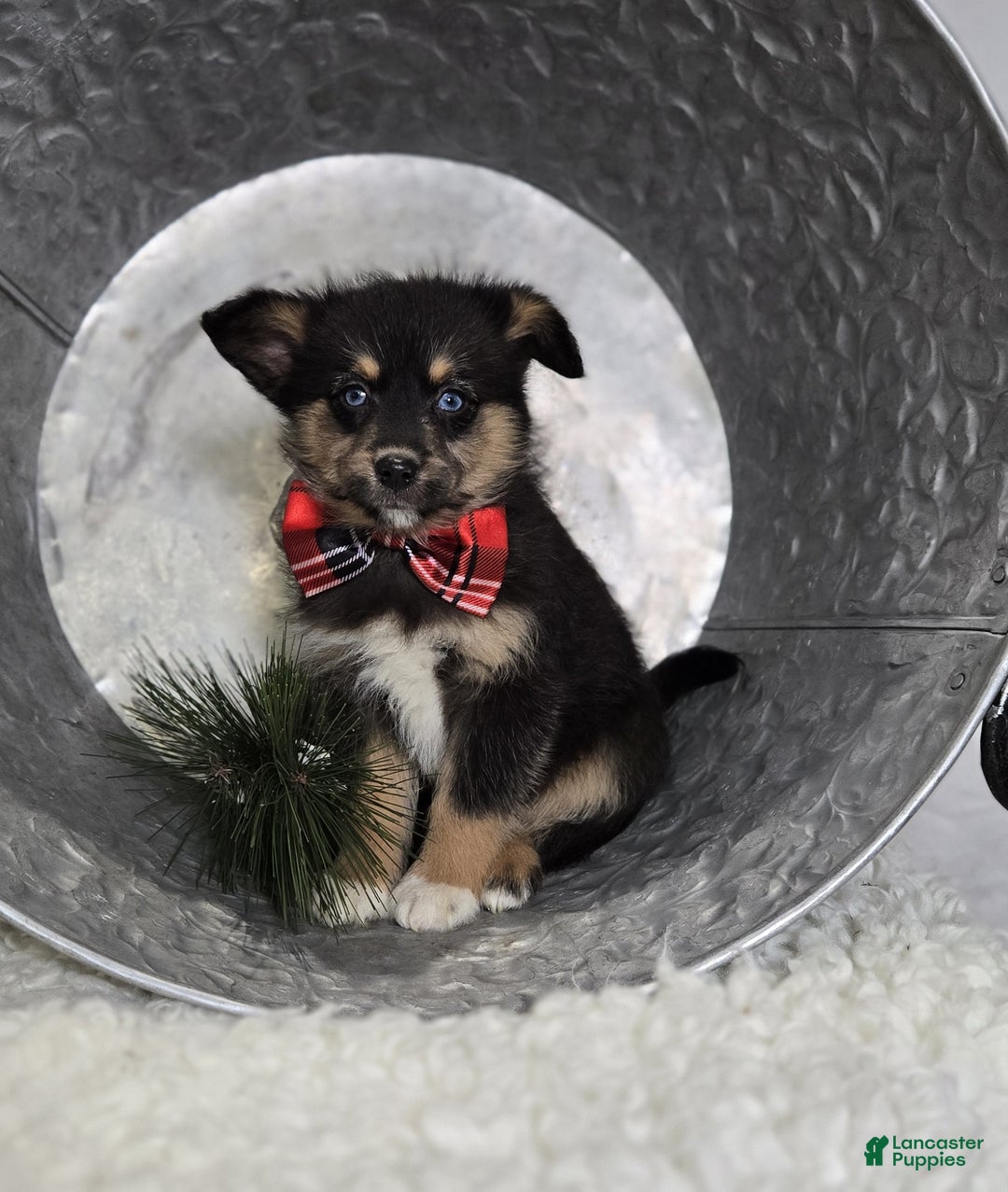 Pomapoo dogs for sale: Lance - Ad 2