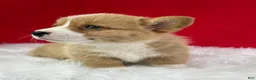 Welsh Corgi Pembroke dogs for sale: Finn - Ad 5