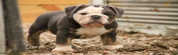 Mixed Breed dogs for sale: Duke Victorian Bulldog - Ad 8