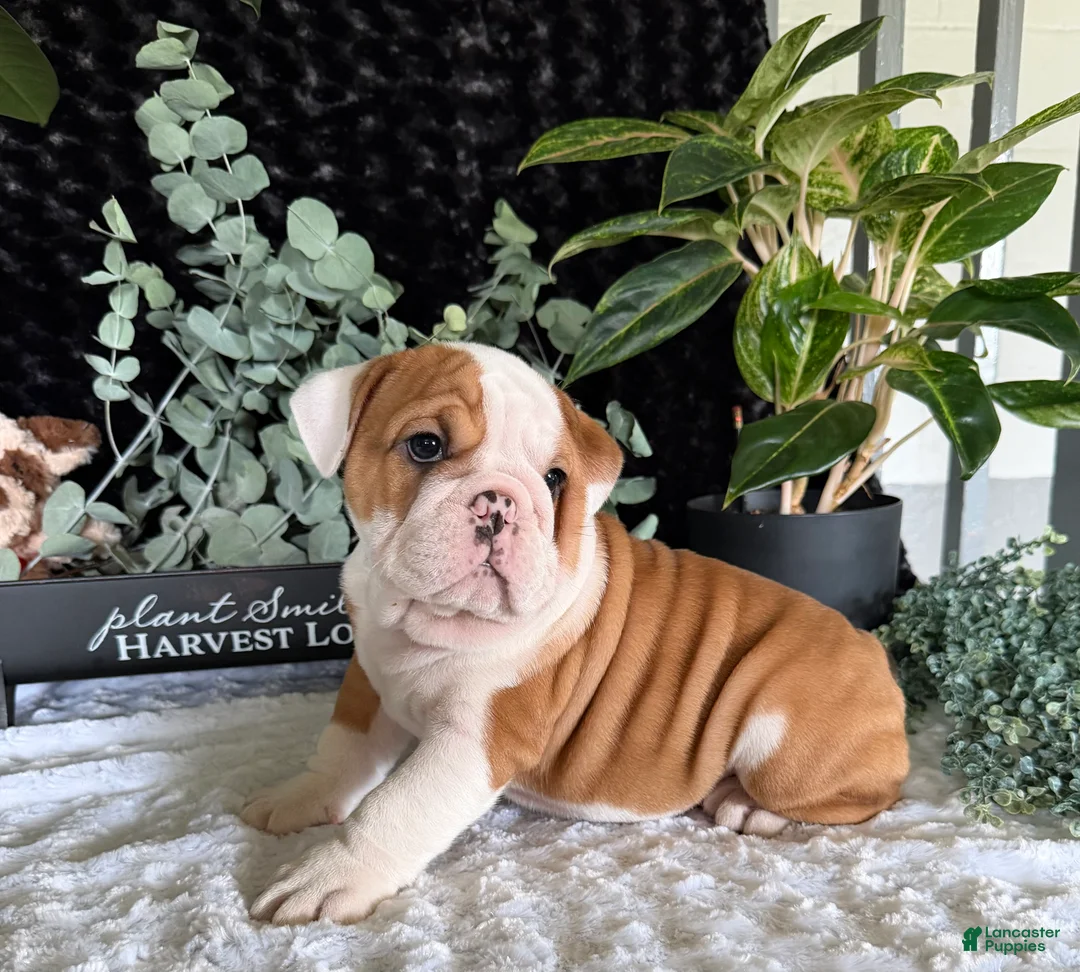 English Bulldog dogs for sale: Pork Chop - Ad 4