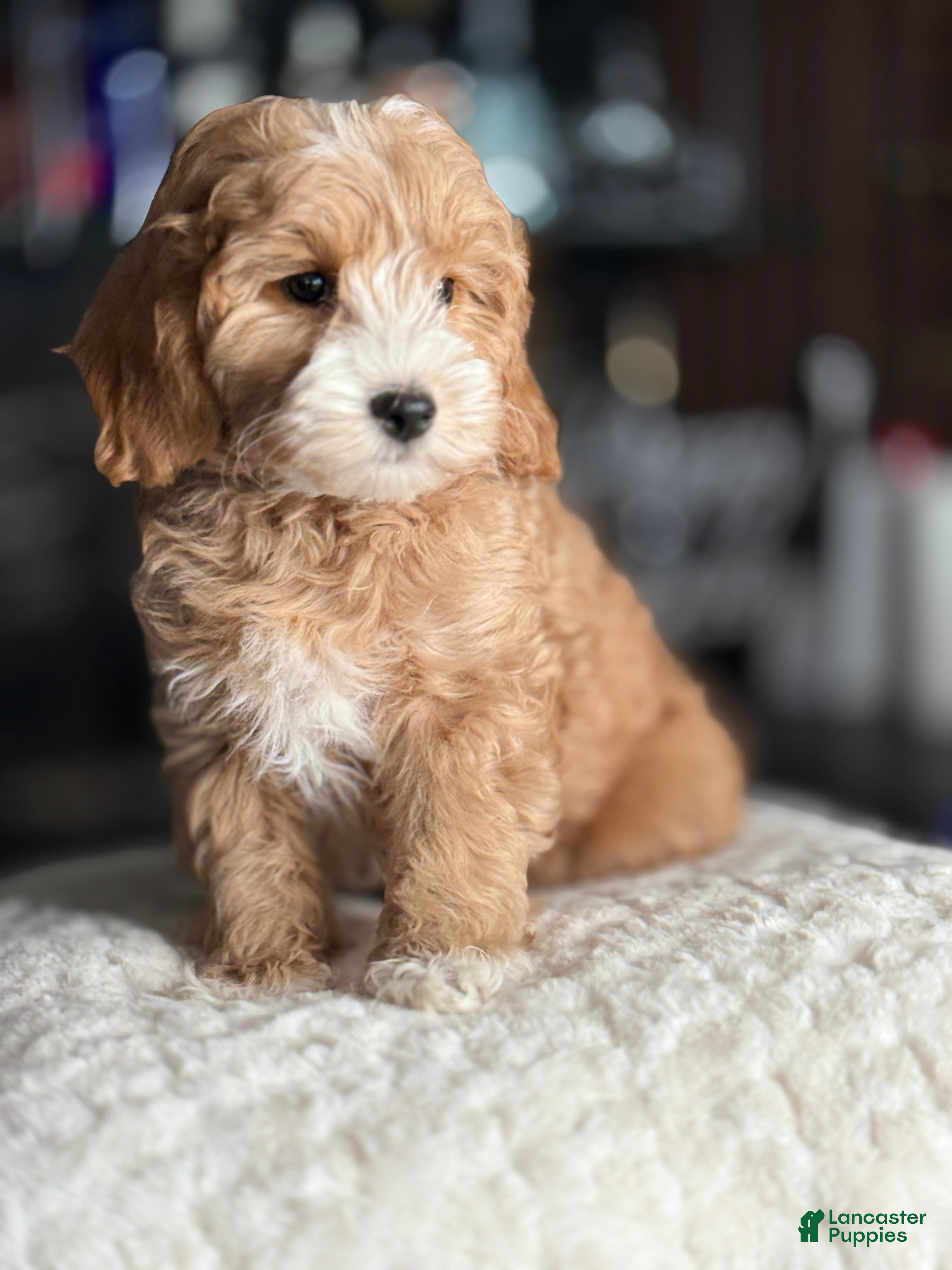 Goldendoodle dogs Jonah - Ad 4