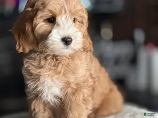 Goldendoodle dogs Jonah - Ad 4