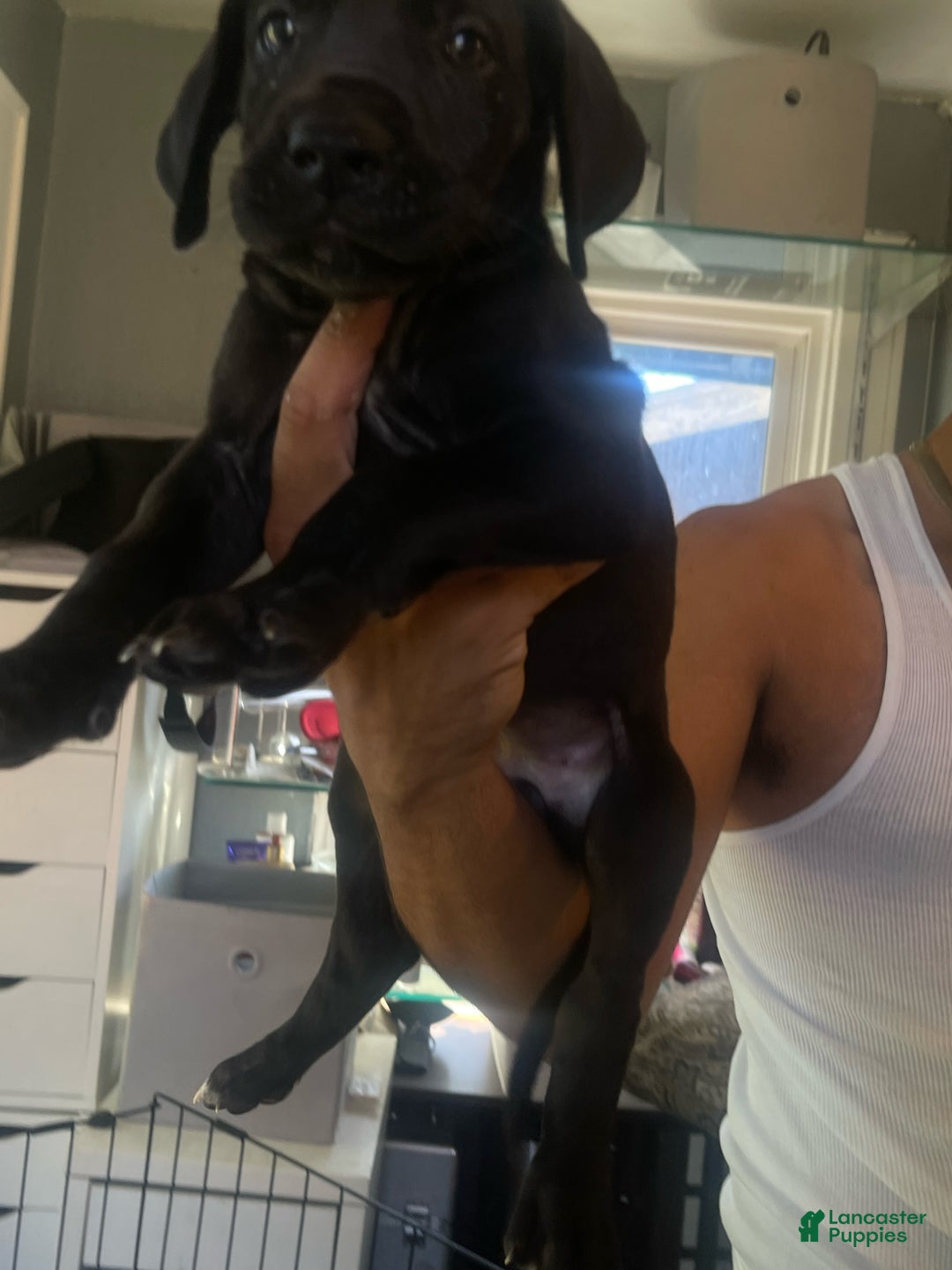 Great Dane dogs for sale: Stormie - Ad 1