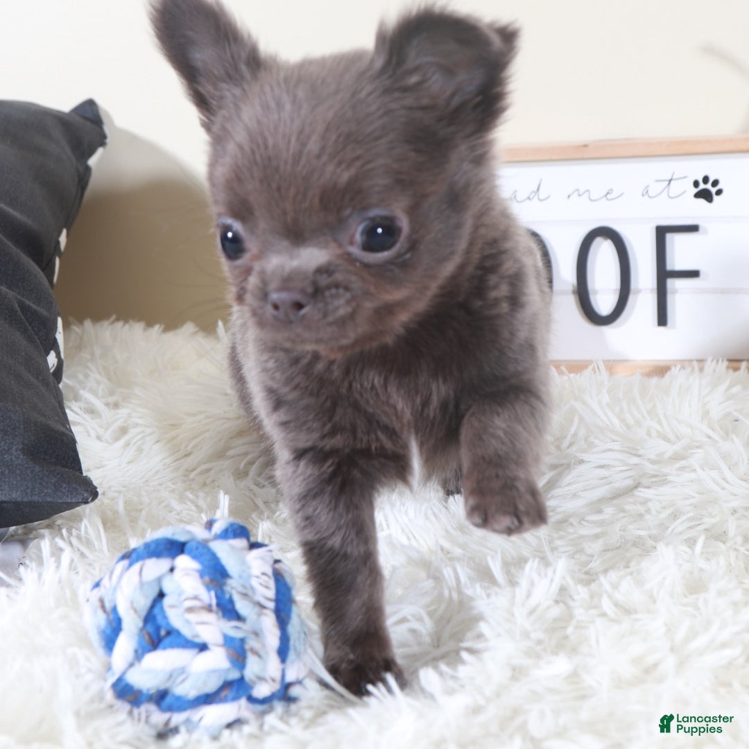 Chihuahua dogs for sale: Chihuahua Puppy Smokey - Ad 4