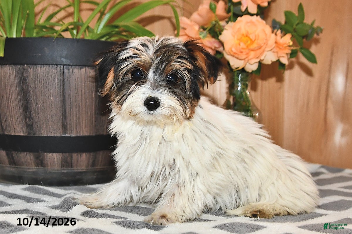 Mixed Breed dogs Amy - Ad 1