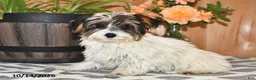 Mixed Breed dogs for sale: Amy - Ad 1