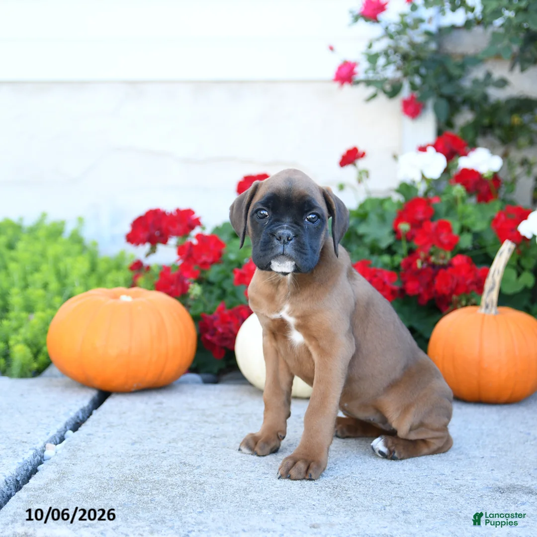 Boxer dogs for sale: Meadow - Ad 3