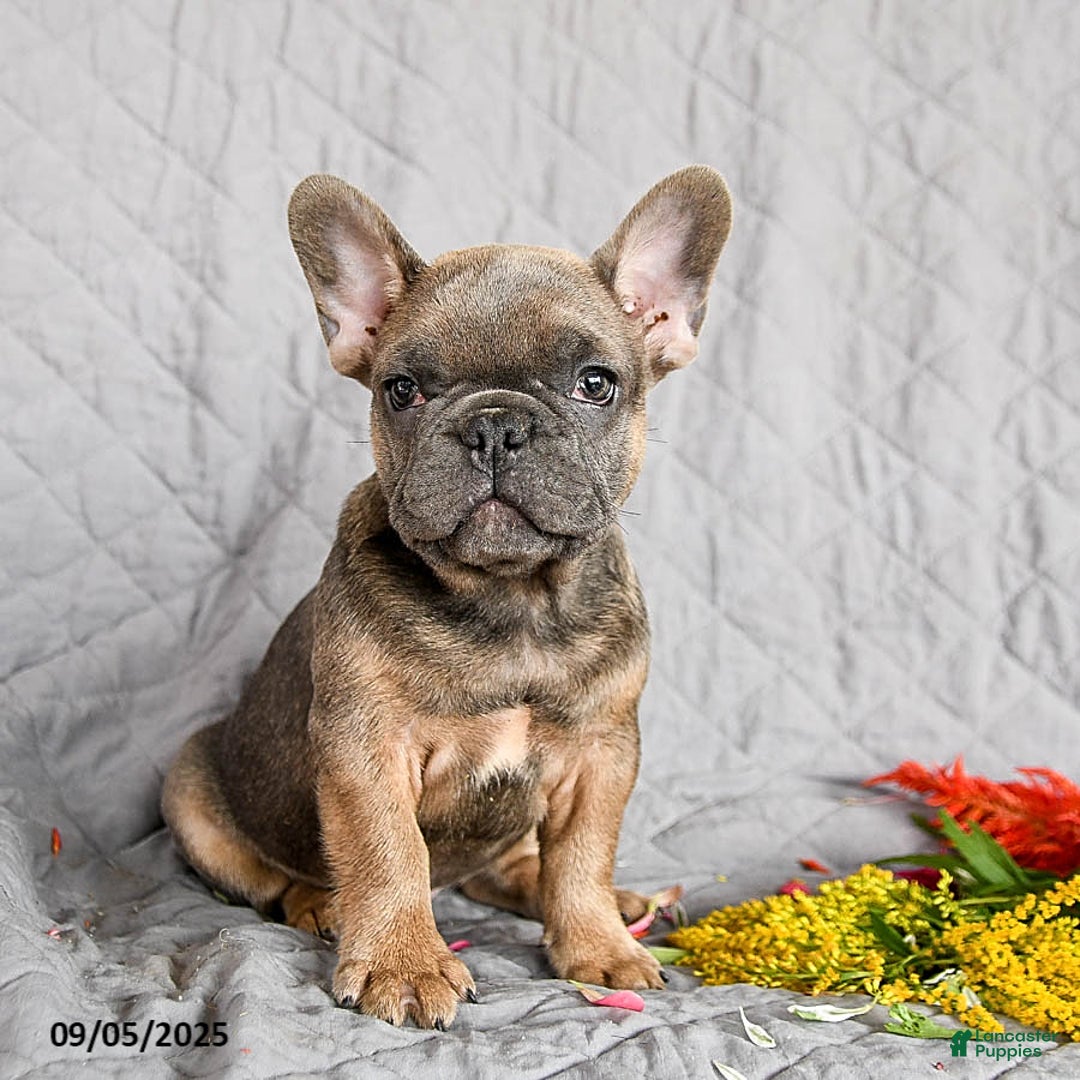 Long Haired French Bulldog Cross Maltese French Bulldog Puppies